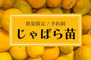 じゃばら | ナーセリーナカムラ